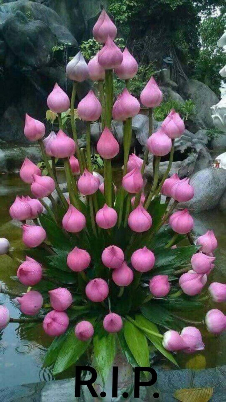 1 y 2 de noviembre, “Todos los santos” y “Fieles Difuntos»