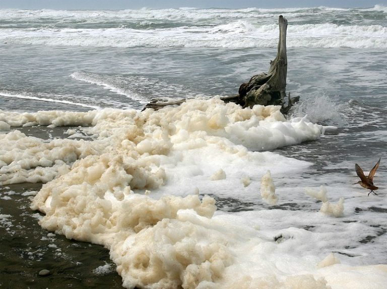 Entre espumas de olas blancas