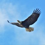 Lee más sobre el artículo El vuelo del águila