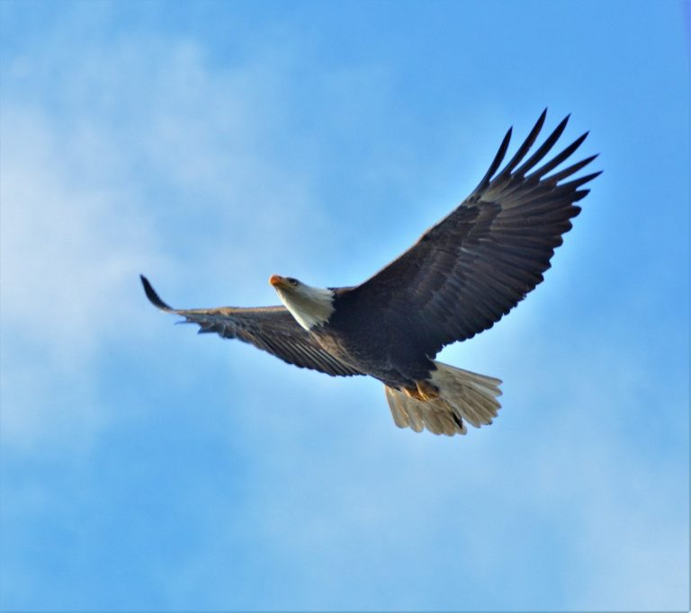 El vuelo del águila