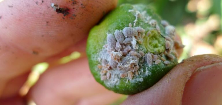 El principio de precaución: ¿Ciencia o manipulación? Capítulo II