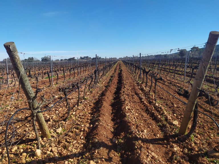 Gran asistencia a los actos programados de la Hermandad en Palma